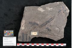 Foto (Objekt + Etikett) von Taeniopteris vittata  (NHMW-GEO-2024-0188-10606)